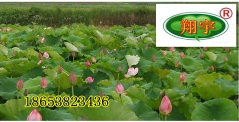 供應浙江蓮藕布黑色纖維布藕池防滲土工膜