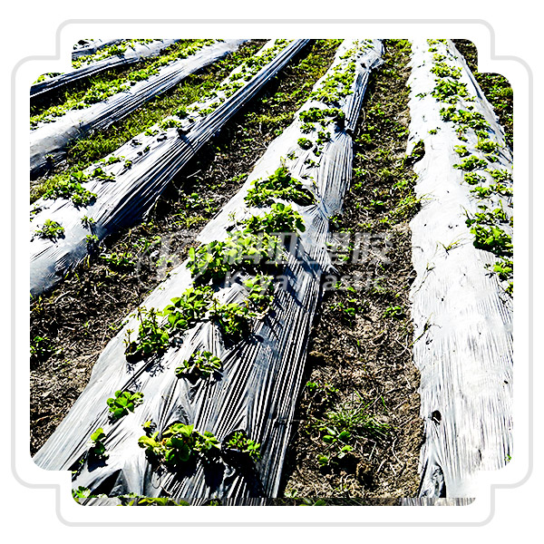 防寒布UV抗老化母粒